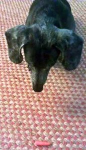 Oliver Stares At Carrot