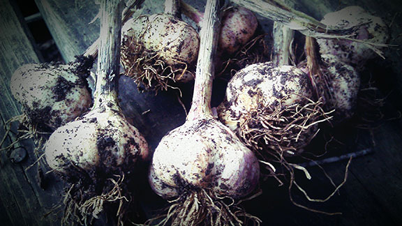 Our homegrown, organic garlic