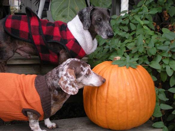 Looking dapper in their duds.