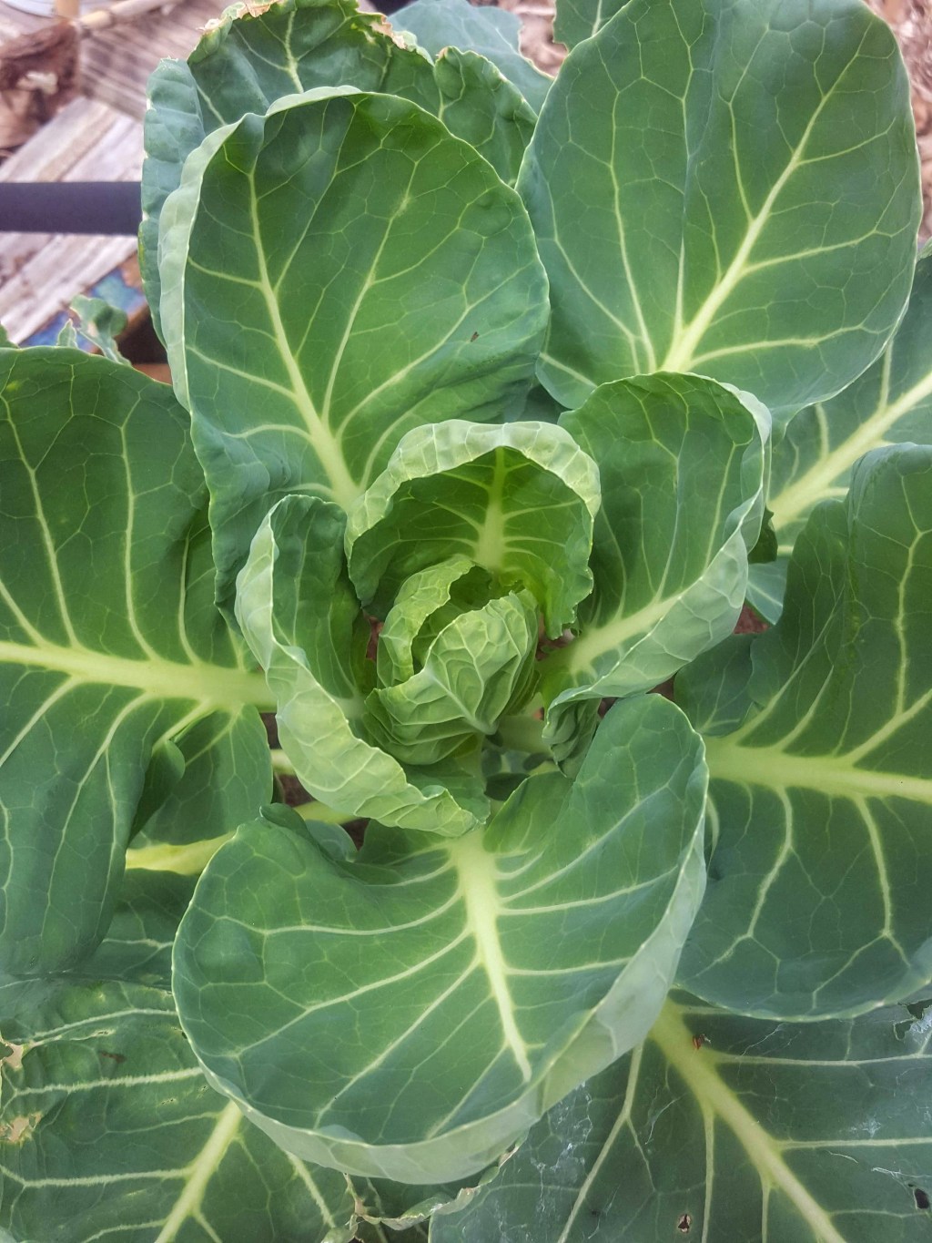 Fall in Love With The&nbsp;Process