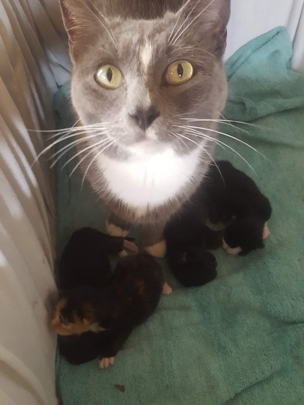 The Neighbor’s Cat and&nbsp;Mothers
