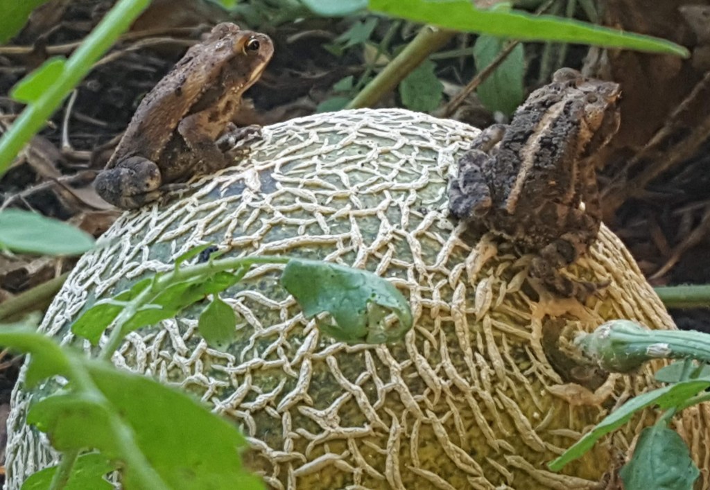 2 little frogs sitting on a cantaloupe